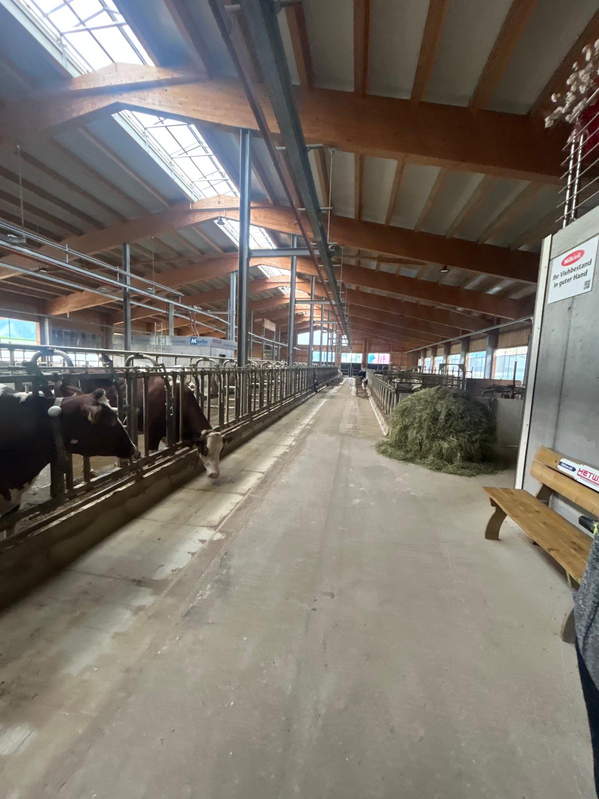 Kuhstall mit Holzdachstuhl und Kühen in den Boxen, Heuballen liegt am Weg.